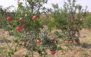 供應(yīng)適合北方種植的果樹，助力北方特色水果產(chǎn)業(yè)發(fā)展